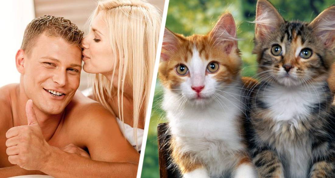 Установлено, что владельцы кошек выглядят лучше и чаще занимаются сексом