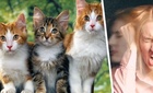 Мурлыкающая опасность: Связь между кошками и риском шизофрении – миф или реальность?
