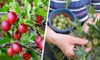 Как приготовить домашний компот из крыжовника: пошаговая инструкция