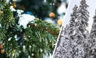 Зимняя броня для хвойных: Выбираем идеальный материал и укрываем правильно