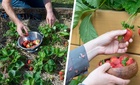 Остались без урожая? Разбираемся, почему клубника отказывается цвести