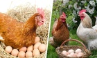 Яйца по расписанию: гениальная кормежка, заставляющая кур нестись даже в стужу