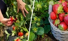 Ботанический казус: Почему "клубнику" выращивают, а настоящая клубника прячется в лесу? Разбираемся в ягодной неразберихе