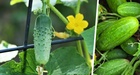 Ложка соли на ведро воды: секрет здоровых огурцов и богатого урожая