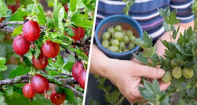 Как приготовить домашний компот из крыжовника: пошаговая инструкция