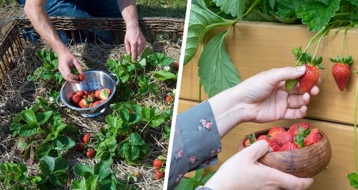 Простая манипуляция с грядками сделает урожай клубники потрясающим