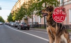 Владельцев крупных собак в Петербурге обязали вешать таблички нового образца