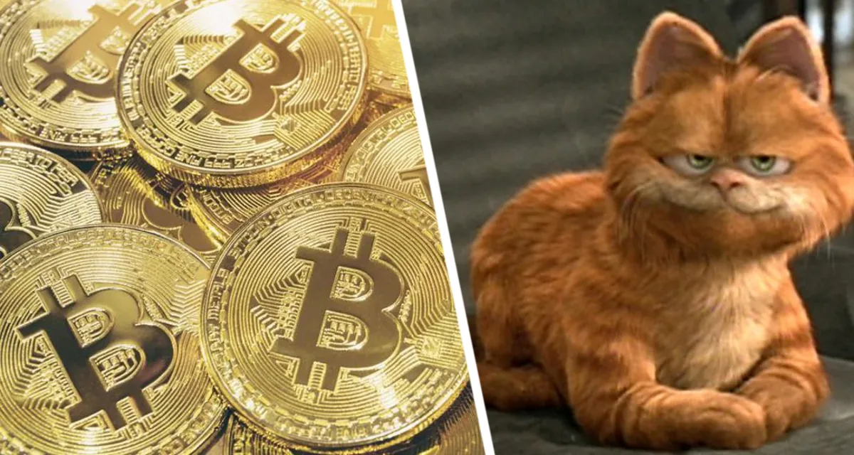 Мурлыкающий майнинг-кризис: Бездомные кошки обвалили криптоферму в Китае на миллионы долларов