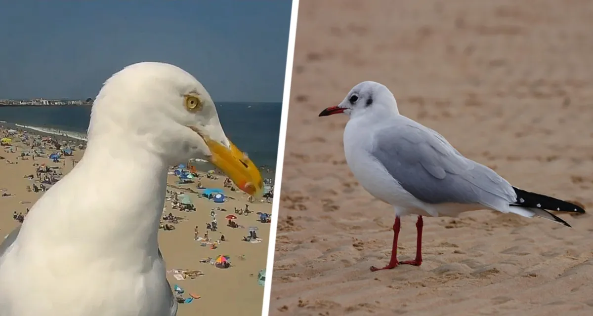 Наука против чаек: секрет защиты еды от наглых пернатых раскрыт