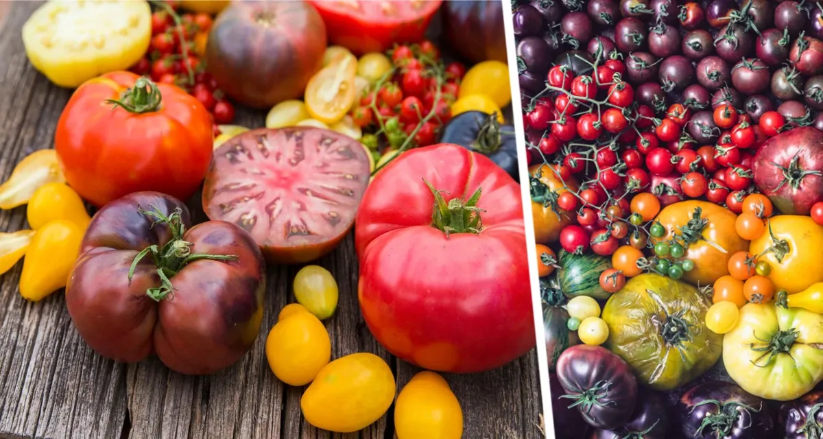Закатай губу: три сорта помидоров, которые превратят ваши заготовки в шедевр