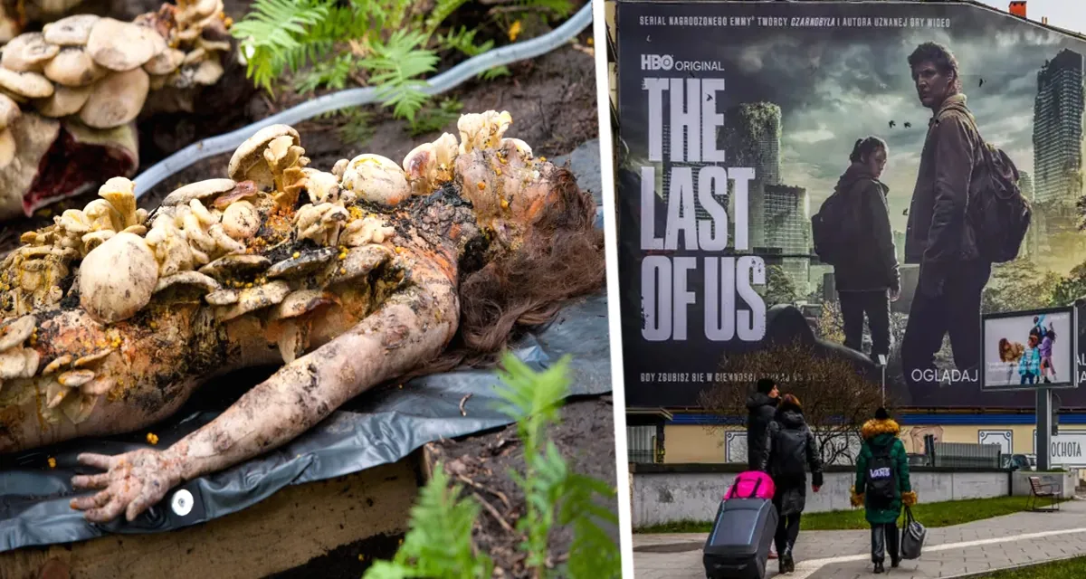 Гриб-оборотень: От могильщика к другу леса – мицена меняет амплуа