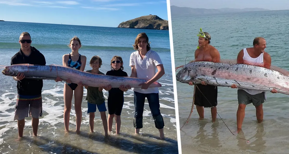 Тасманийский пляж стал пристанищем «рыбы судного дня»: редкая находка взбудоражила ученых