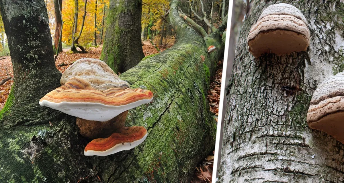 Чудо-гриб: Трутовик становится эко-альтернативой пластику