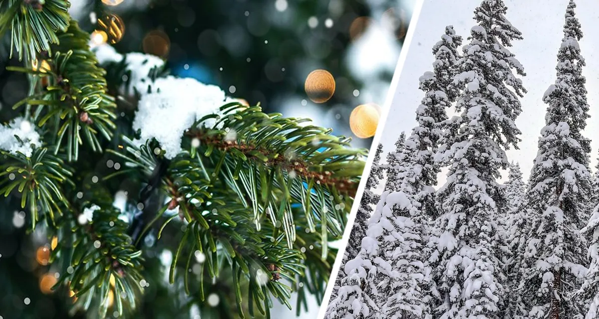 Зимняя броня для хвойных: Выбираем идеальный материал и укрываем правильно