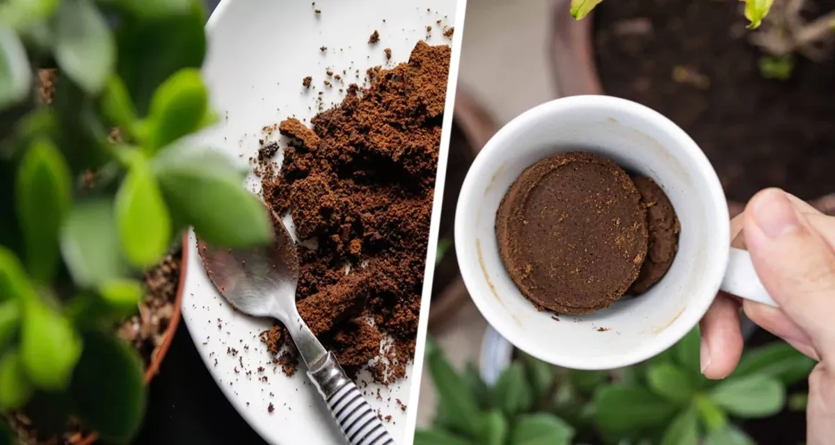 Как с помощью аквариумной воды и кофе улучшить состояние комнатных растений Как с помощью аквариумной воды и кофе улучшить состояние комнатных растений