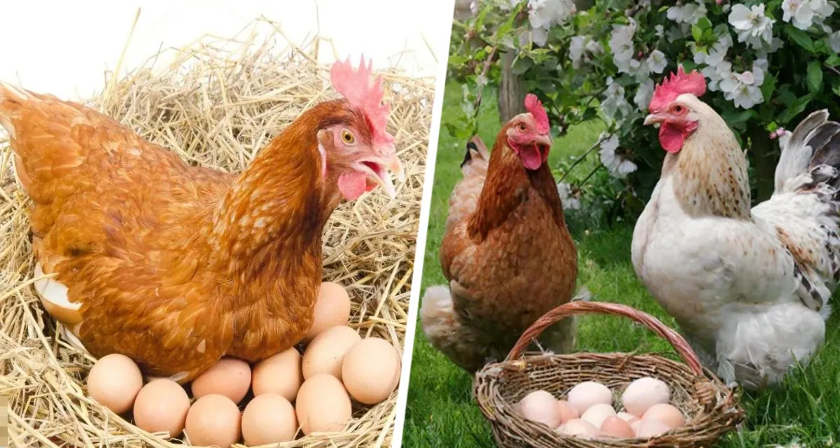 Яйца по расписанию: гениальная кормежка, заставляющая кур нестись даже в стужу