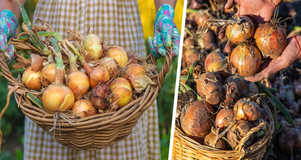 Луковый переполох: не дайте урожаю сгнить и срочно сделайте это до 20 ноября