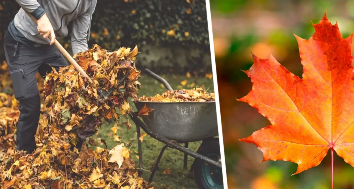 Лиственный щит: эксперт раскрывает секреты зимовки сада под покровом опавших листьев и других способов защиты