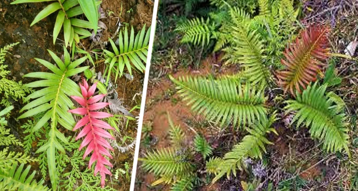Папоротник-кладоискатель: Азиатское растение раскрывает секреты редкоземельных сокровищ