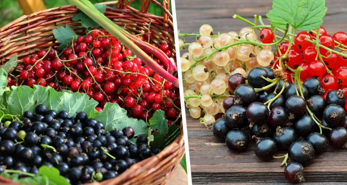 Ноябрьская хитрость садоводов: стакан под куст – и летом смородина ломится от урожая