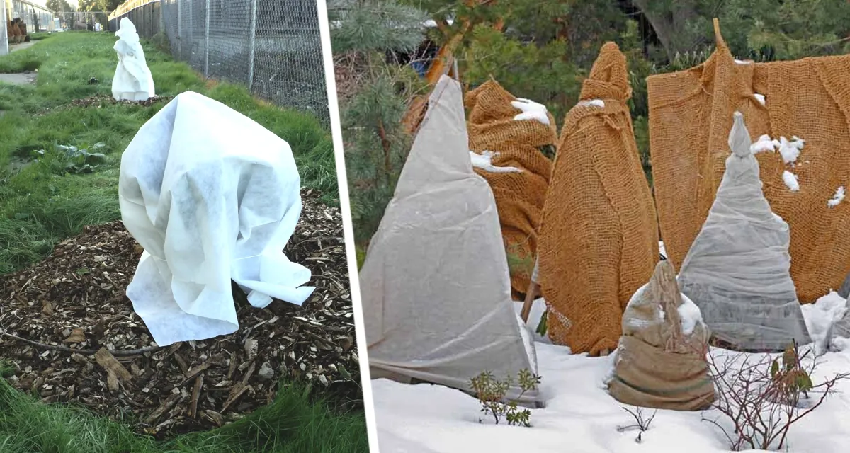 Белая угроза: Раскрываем секреты защиты дачных деревьев от снежной стихии