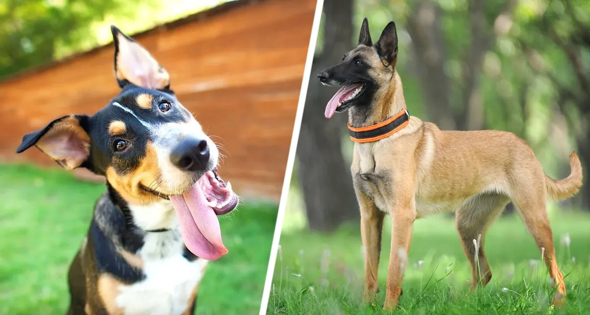 Переворот в собачьем мире: Новое исследование пересмотрело список самых умных пород, возвысив бельгийских малинуа