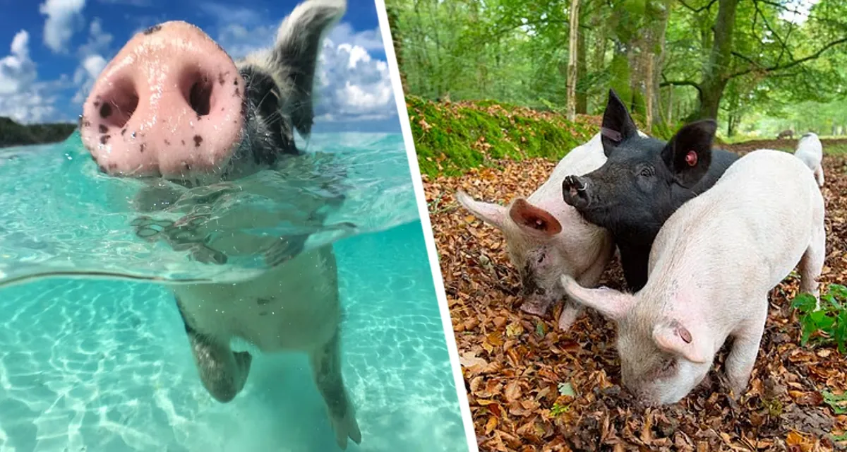 «Фотоохота под запретом»: на курорте призвали туристов к уважению личного пространства свиней