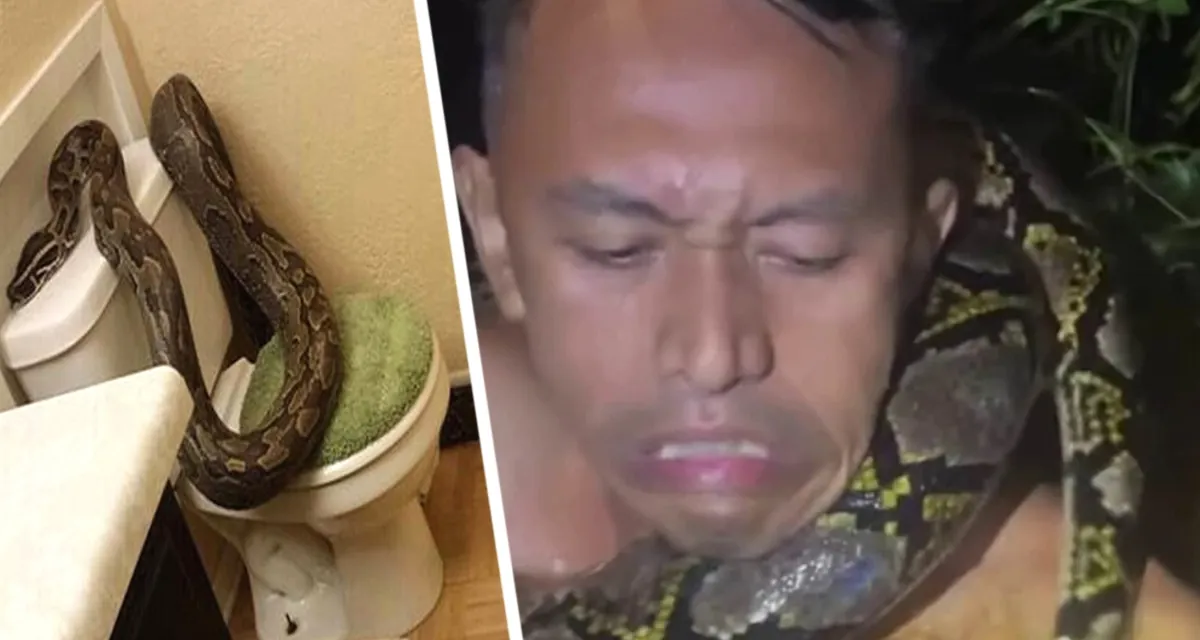 «Борьба за жизнь в водах Борнео»: гид против питона – репортаж с места событий