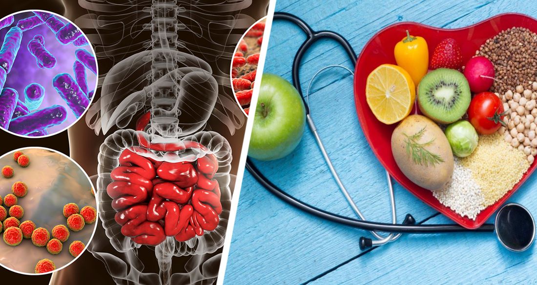 38 триллионов бактерий в кишечнике: как микробиота может влиять на здоровье сердца и холестерин