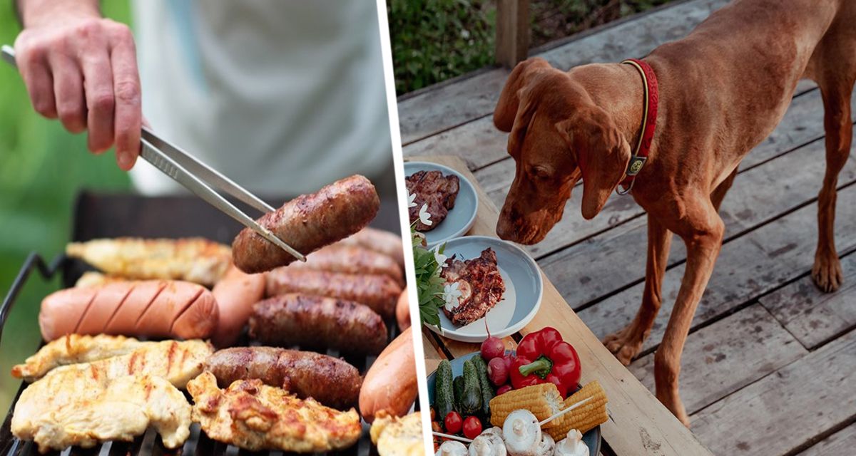 Ветеринар сообщил, почему нельзя давать собакам сосиски и колбаски барбекю