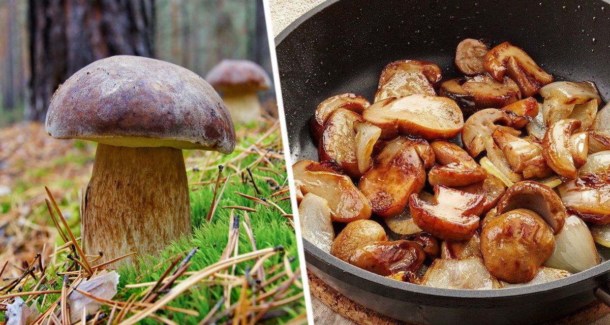 Названы грибы, способствующие похудению и препятствующие старению