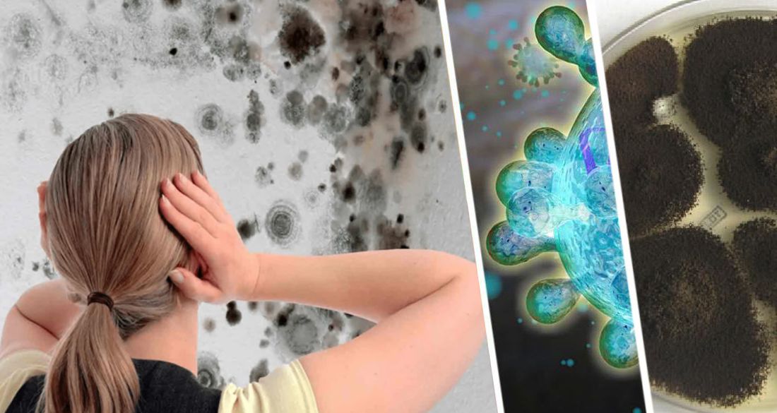 Эксперты сообщили о признаках аллергии на домашнюю плесень