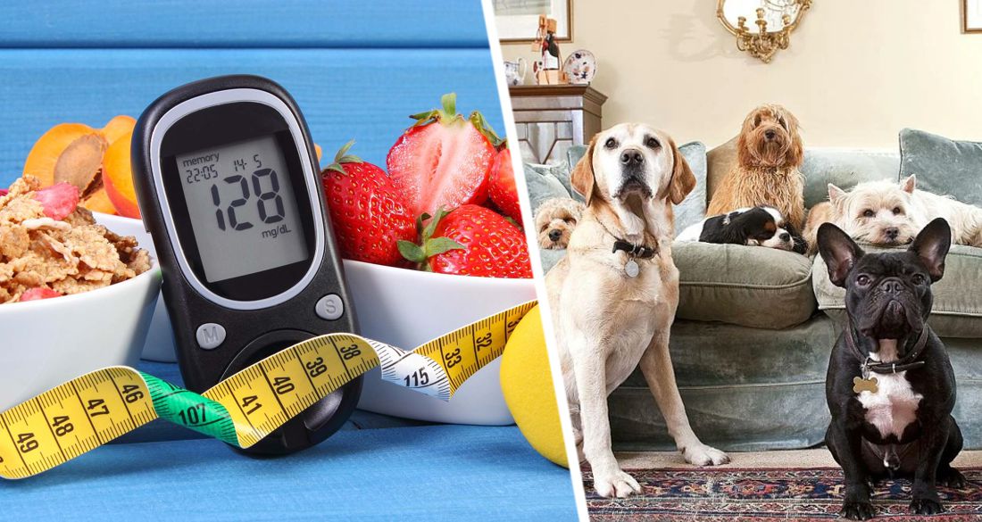Люди делят риск диабета 2-го типа со своими домашними собаками