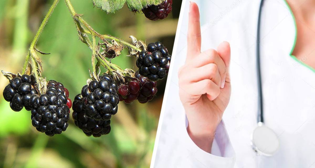 Предотвращает рак и воспаления: диетолог назвала ягоду, которую надо усиленно есть в сентябре
