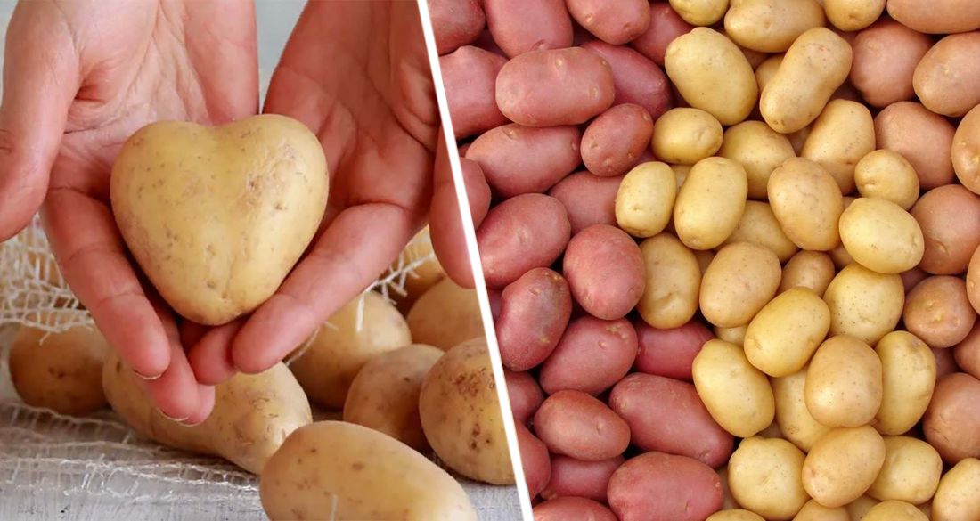 Врач назвал 6 причин, почему картофель полезен для здоровья