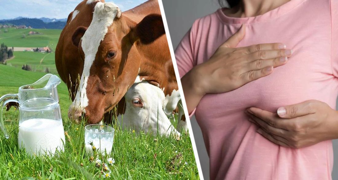 Коровье молоко увеличивает риск развития рака молочной железы