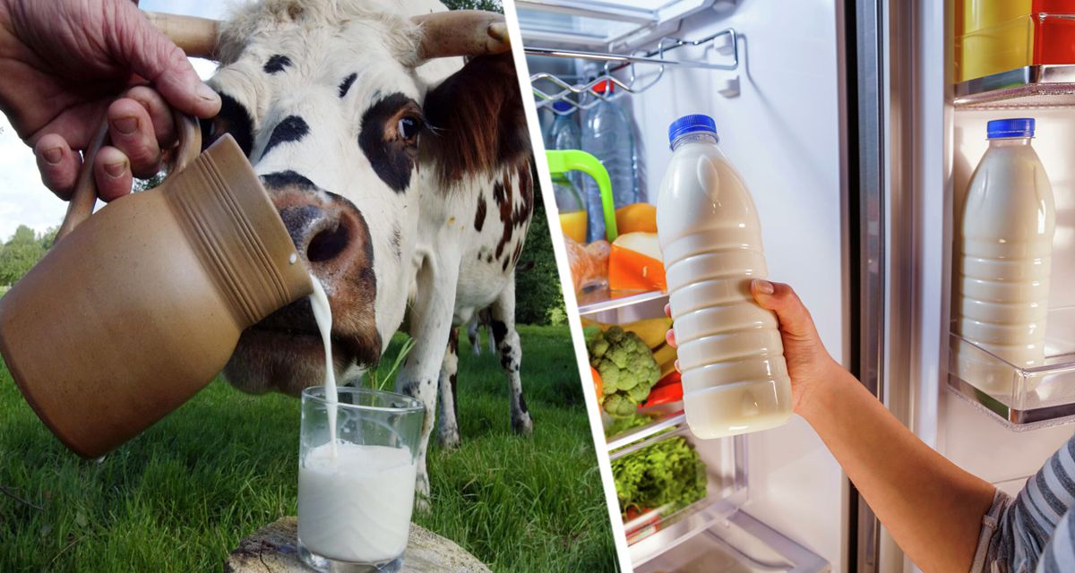 Биологи обнаружили в коровьем молоке опасный токсин