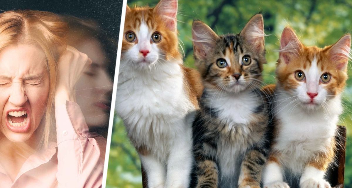 Ветеринар назвал 4 породы кошек, которые не стоит заводить, чтобы не стать жертвами агрессии