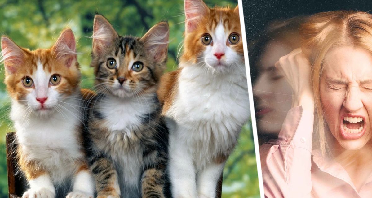Ученые назвали болезнь, передающуюся от кошек и вызывающую психоз