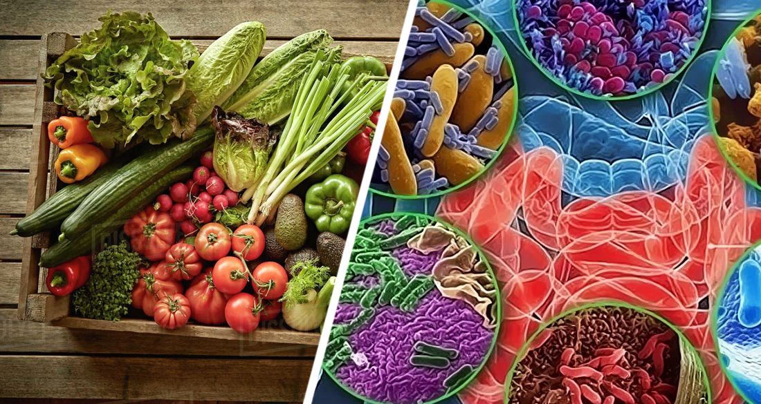 Растительные продукты улучшают микробиоту кишечника и снижают риск заболеваний