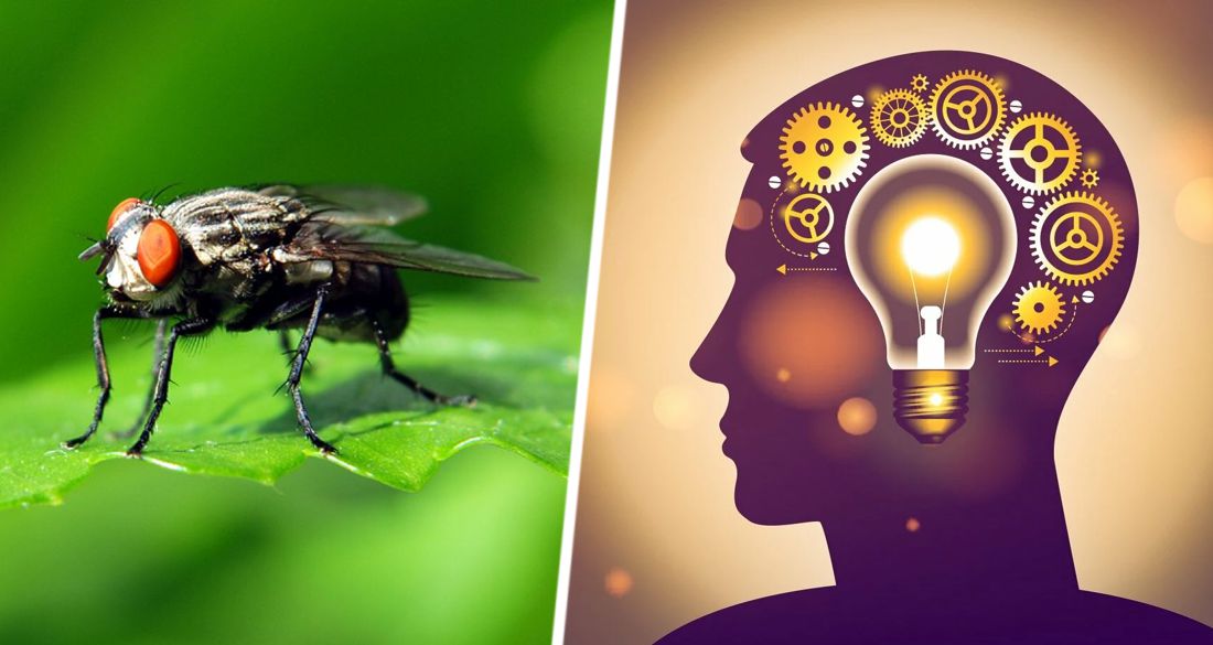 Плодовые мухи и комары оказались «умнее», чем большинство людей - говорят ученые