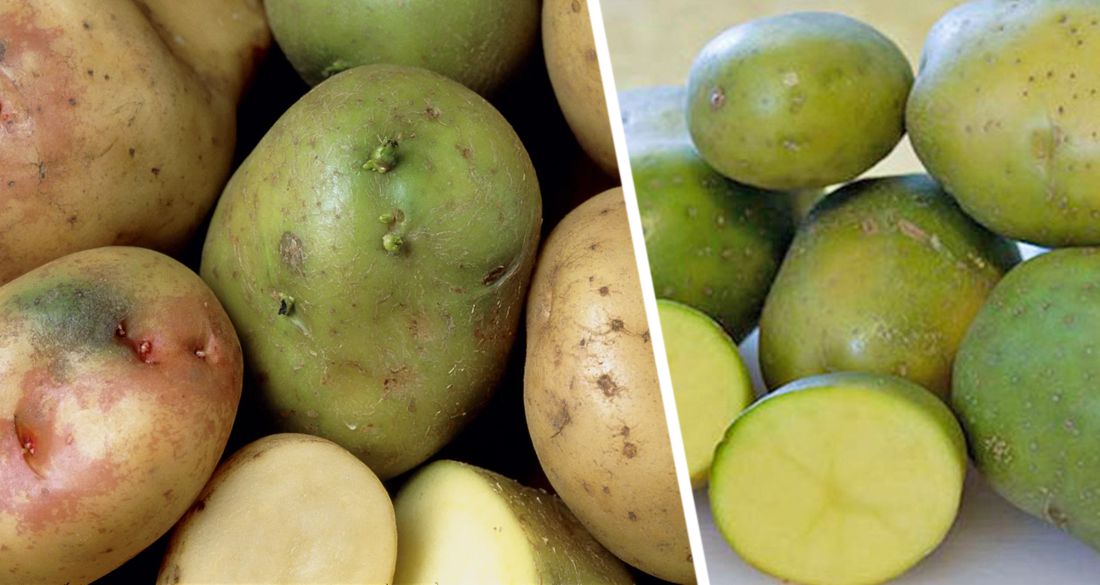 Ученые рассказали об опасности зеленого картофеля