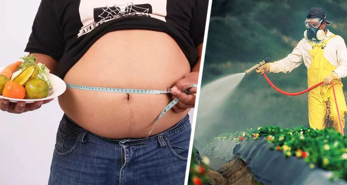 Ученые установили, что массовое ожирение связано с одним пестицидом во фруктах и овощах