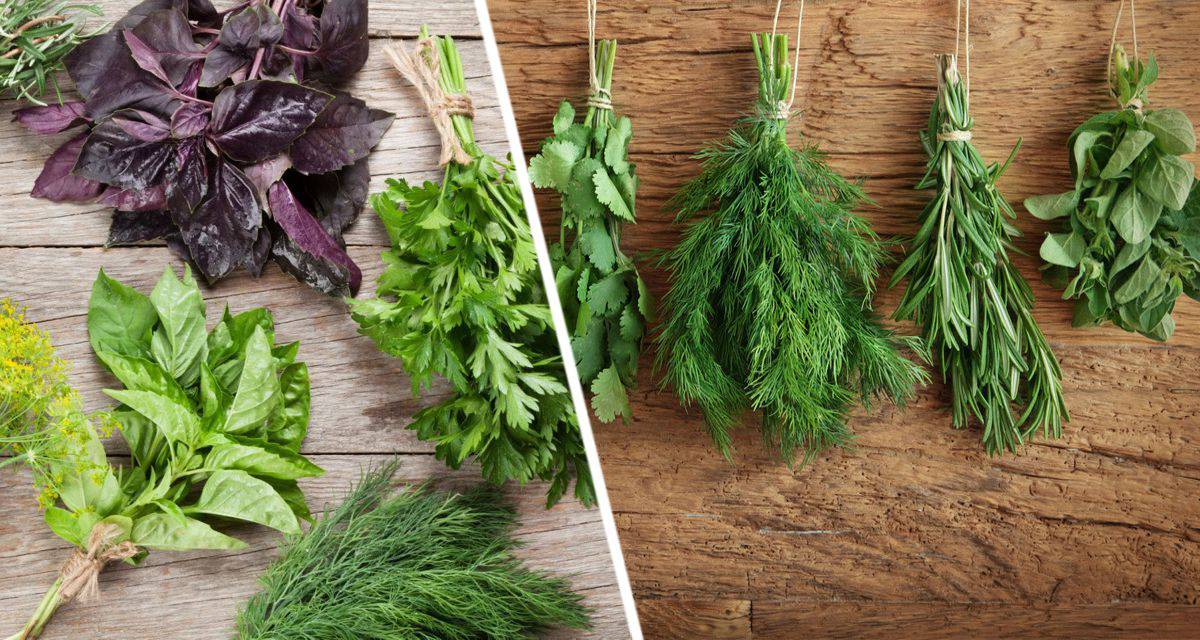Ученые доказали, что употребление зеленых овощей подавляет воспалительные заболевания кишечника