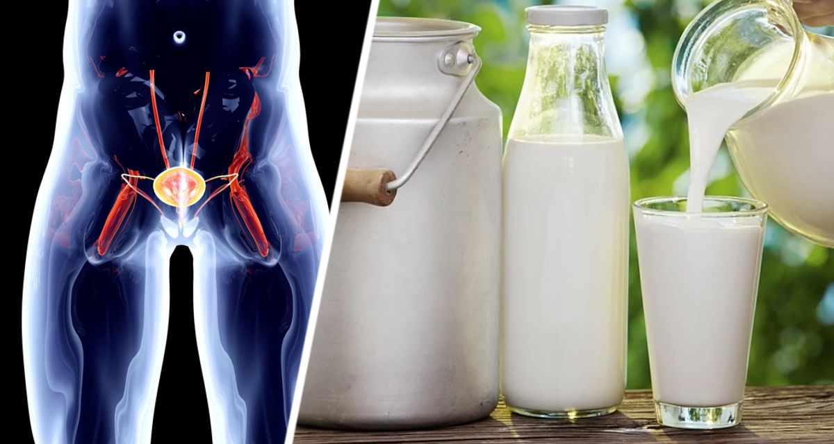 Молоко повышает риск развития рака предстательной железы