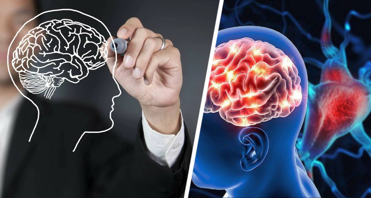 Врачи рекомендуют каждый день употреблять эти 3 продукта, чтобы сохранить здоровье мозга, повысить концентрацию внимания и отсрочить снижение когнитивных способностей