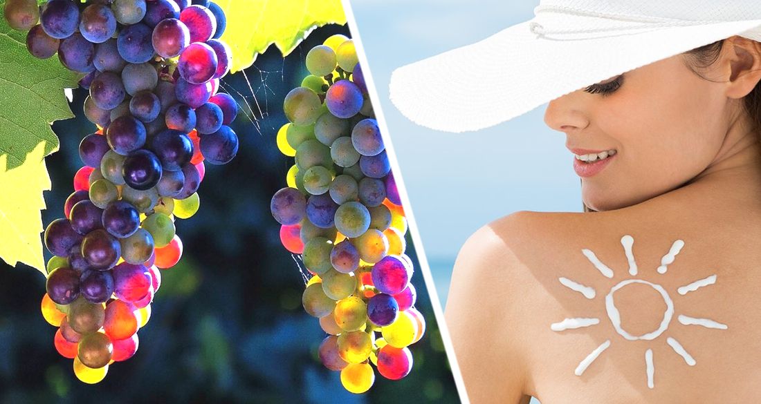 Открытие: виноград защищает кожу от ультрафиолета и может предотвратить рак