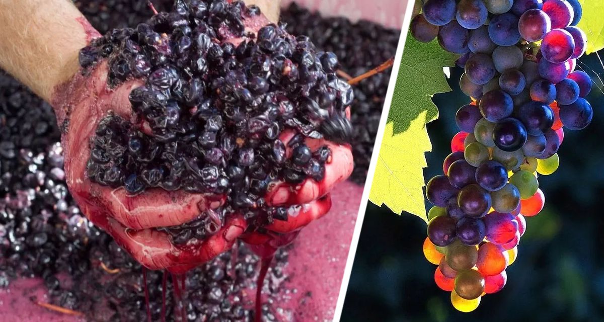 Ученые установили удивительные свойства кожуры темного винограда